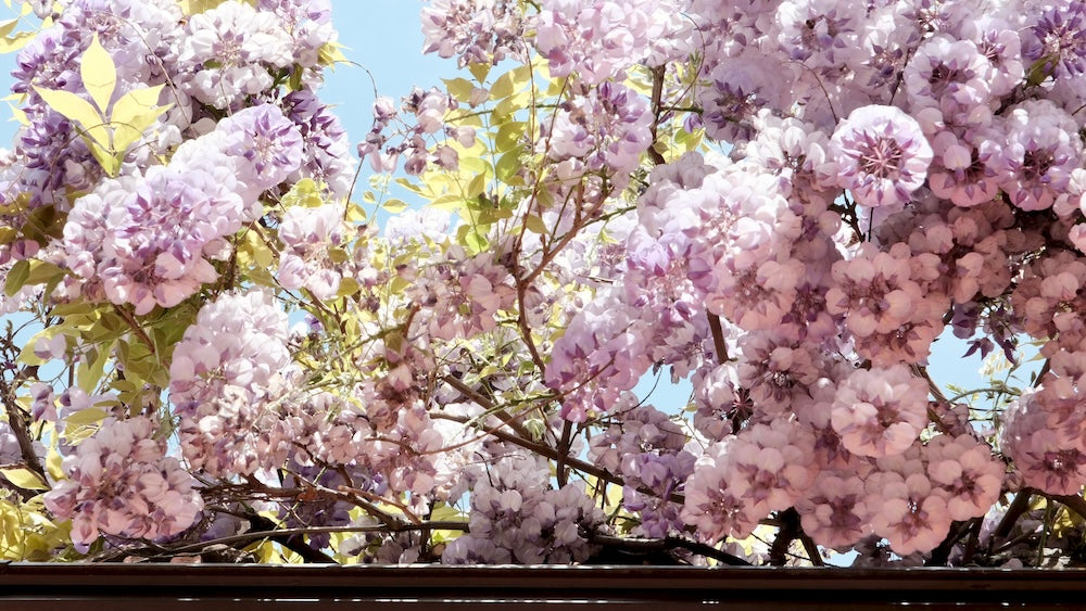 Gros plan sur une profusion de grappes de fleurs de glycine violette et lavande, illuminées par le soleil, avec un ciel bleu clair en arrière-plan et quelques feuilles vert tendre.